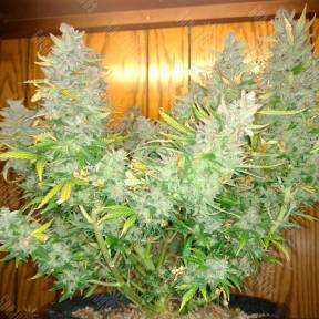 Auto Northern Lights feminised GanjaSeeds